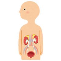 腎臓からの尿酸排泄